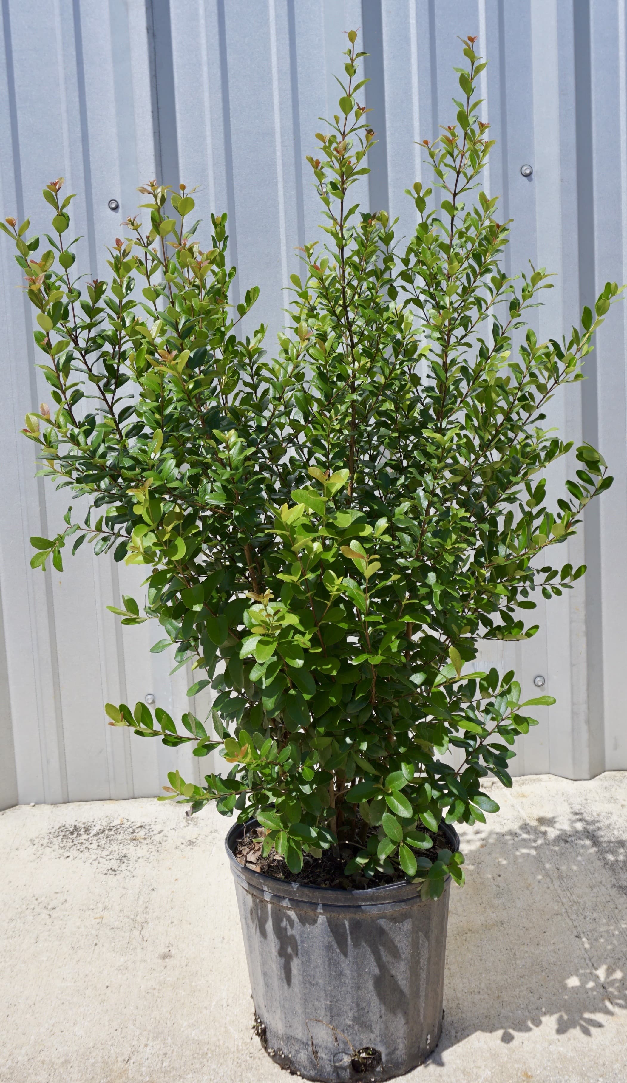 Simpson's Stopper, 3G — grown at RDM's Miami nursery